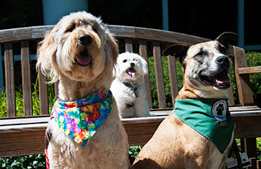 From left: Peyton, Wrigley and Caesar of the Northwest Community Healthcare (NCH) Animal-Assisted Therapy (AAT) team